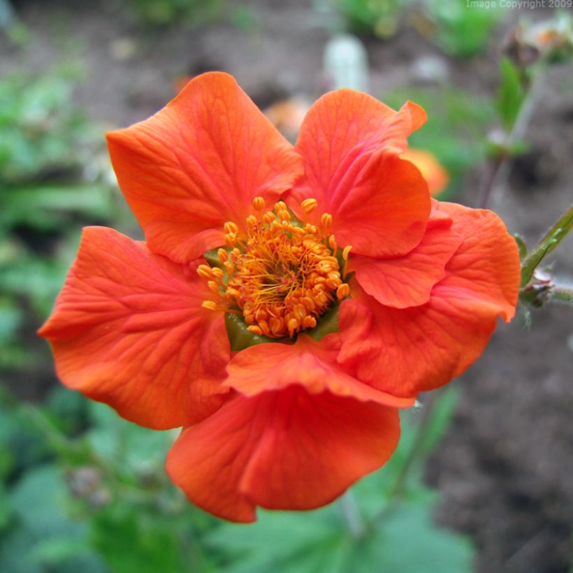 Geum coccineum Werner Arends - Hierba de San Benito (Floración)