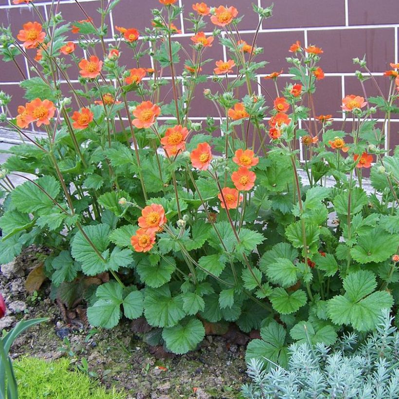 Geum coccineum Werner Arends - Hierba de San Benito (Porte)