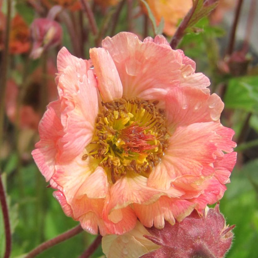 Geum rivale Mai tai - Hierba de San Benito (Floración)