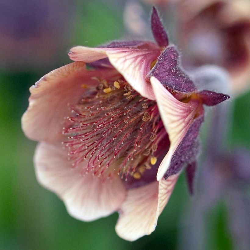 Geum rivale - Hierba de San Benito (Floración)