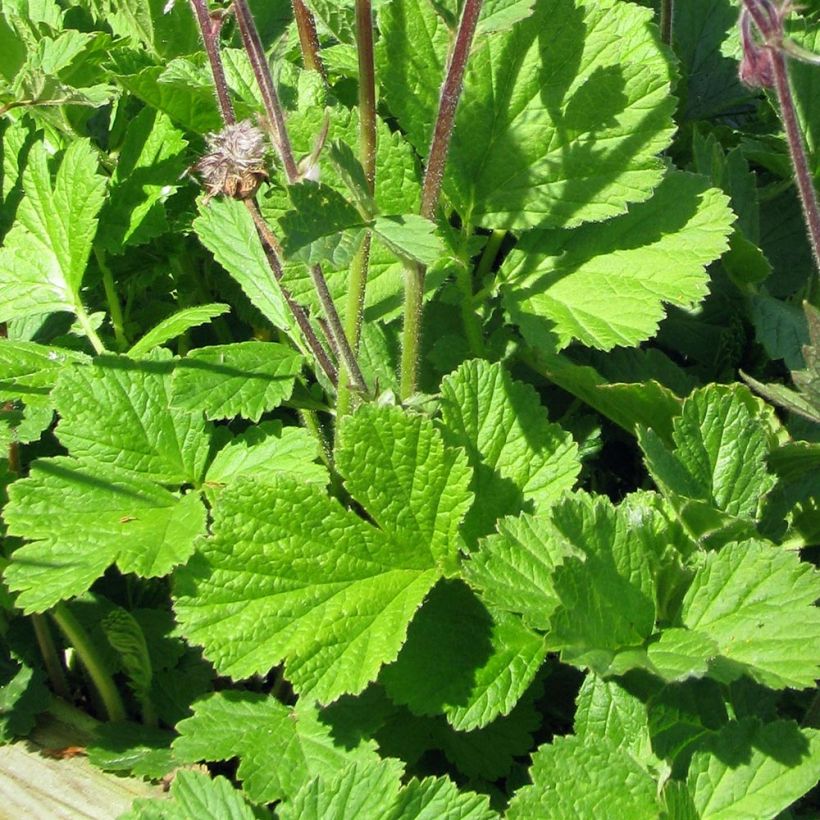 Geum rivale - Hierba de San Benito (Follaje)