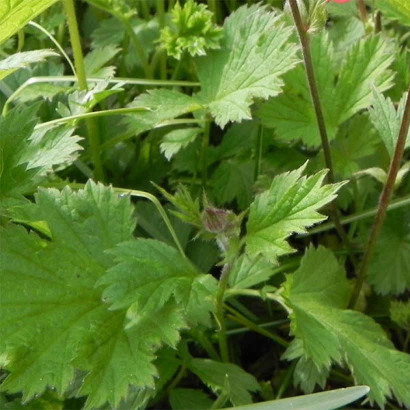 Geum rivale Leonard's Variety - Hierba de San Benito (Follaje)