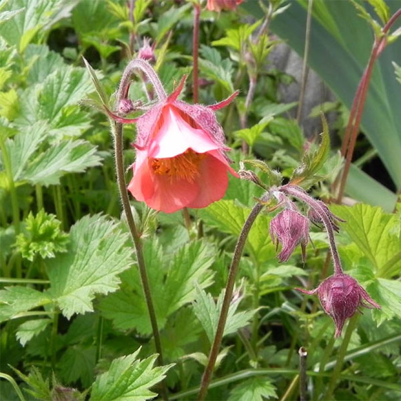 Geum rivale Leonard's Variety - Hierba de San Benito (Floración)