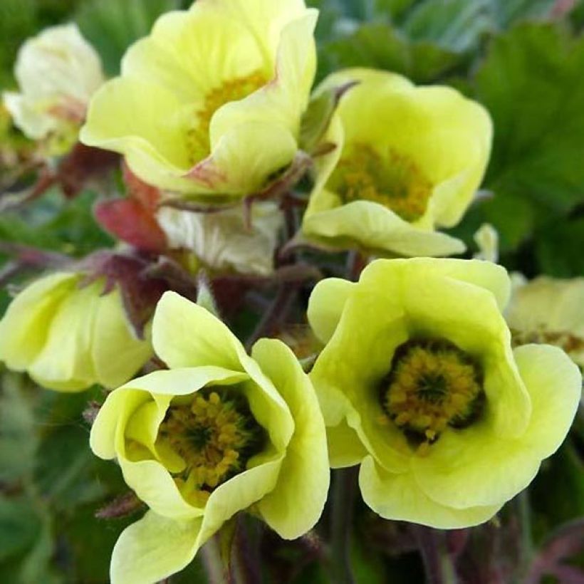 Geum rivale Lionel Cox - Hierba de San Benito (Floración)