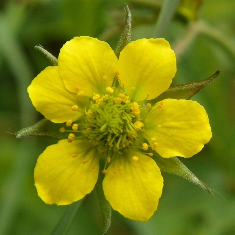 Geum urbanum - Cariofilada (Floración)