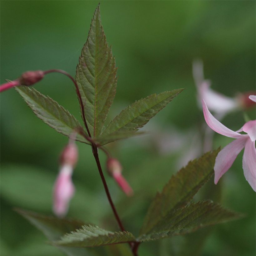 Gillenia trifoliata Pink Profusion (Follaje)