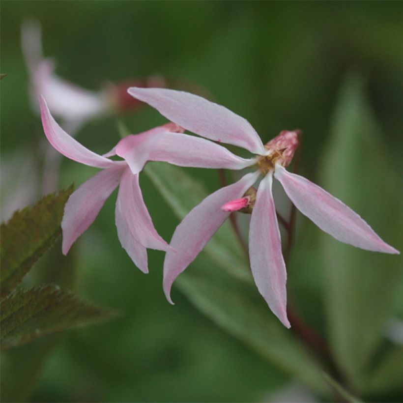 Gillenia trifoliata Pink Profusion (Floración)