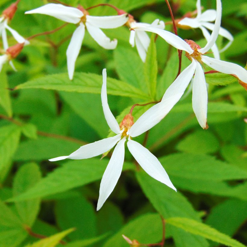 Gillenia trifoliata (Floración)