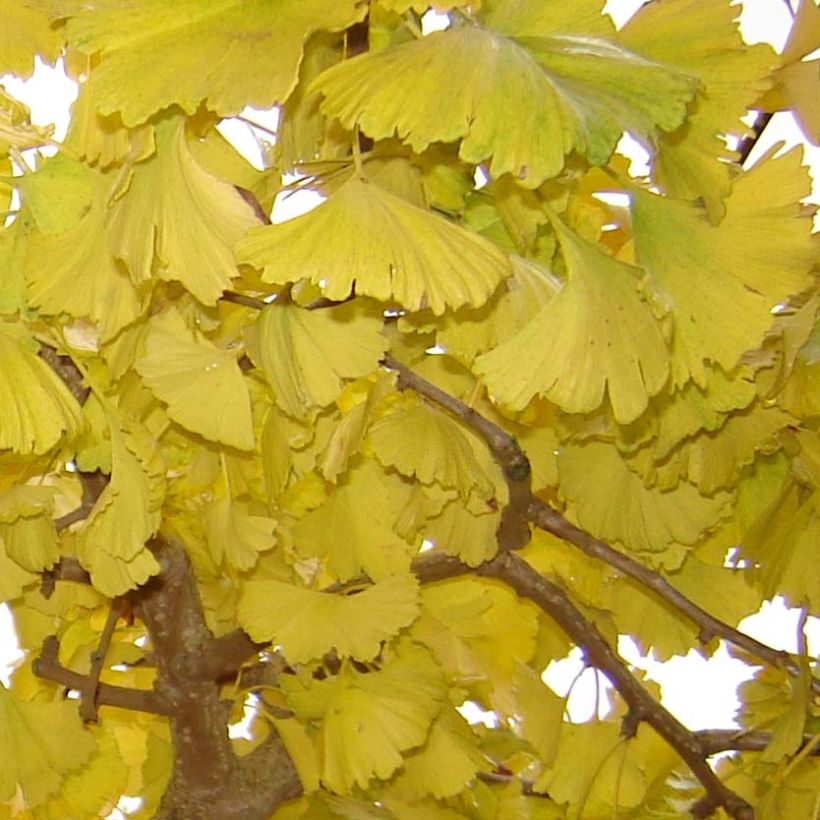 Gingo biloba Horizontalis - Árbol sagrado (Follaje)