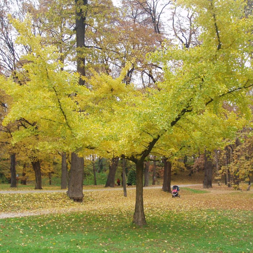 Ginkgo biloba Horizontalis (Porte)