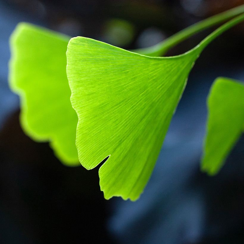 Gingo biloba Pendula - Árbol sagrado (Follaje)