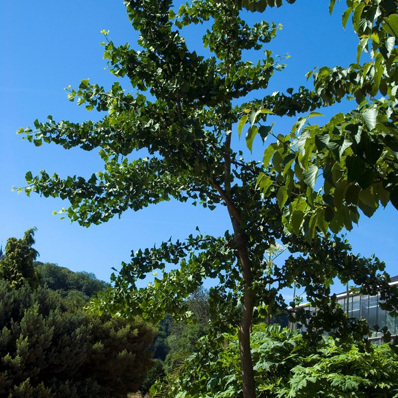 Gingo biloba Pendula - Árbol sagrado (Porte)