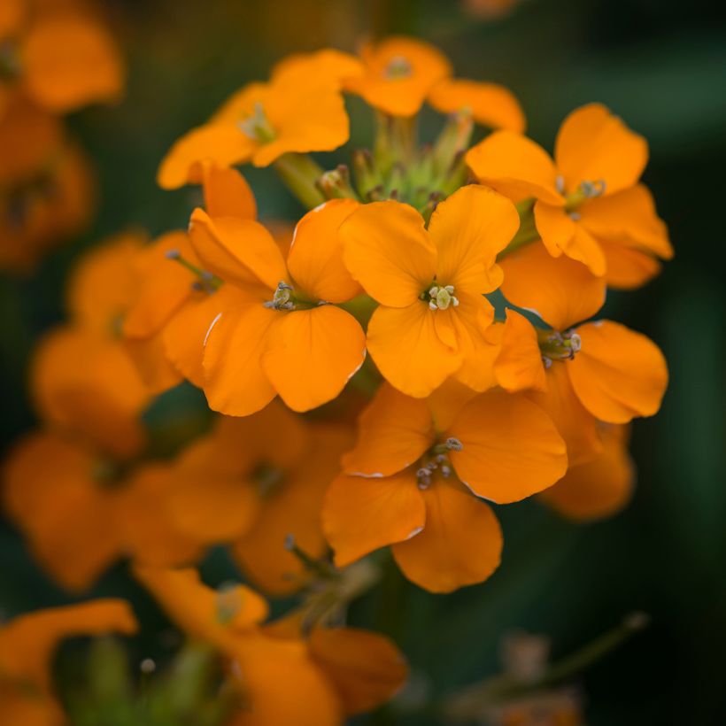 Erysimum Apricot Twist - Alhelí (Floración)