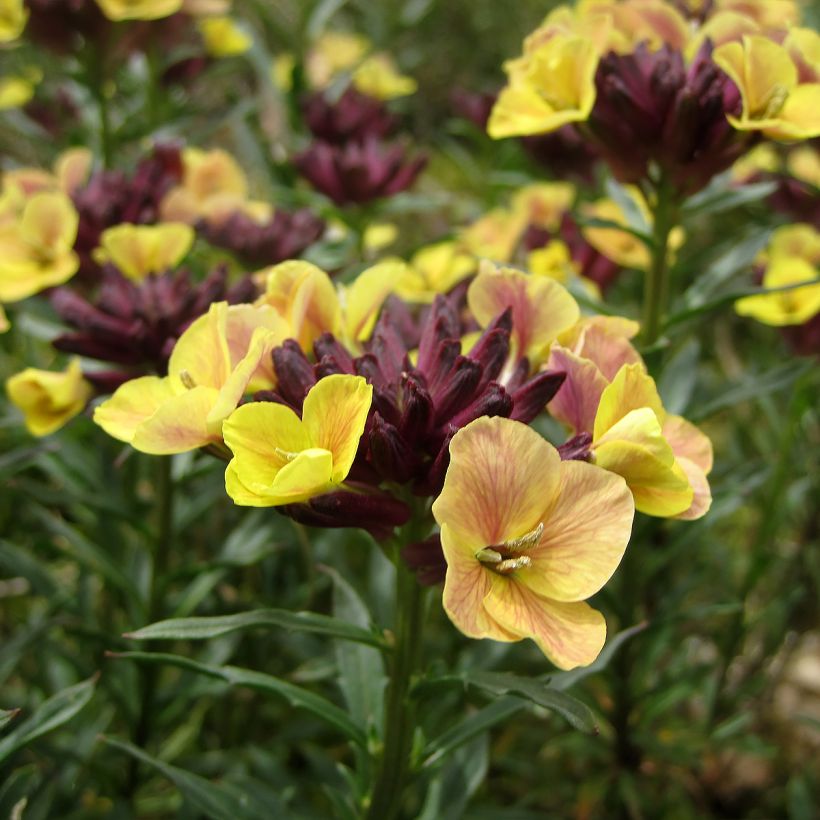 Erysimum John Codrington - Alhelí (Floración)