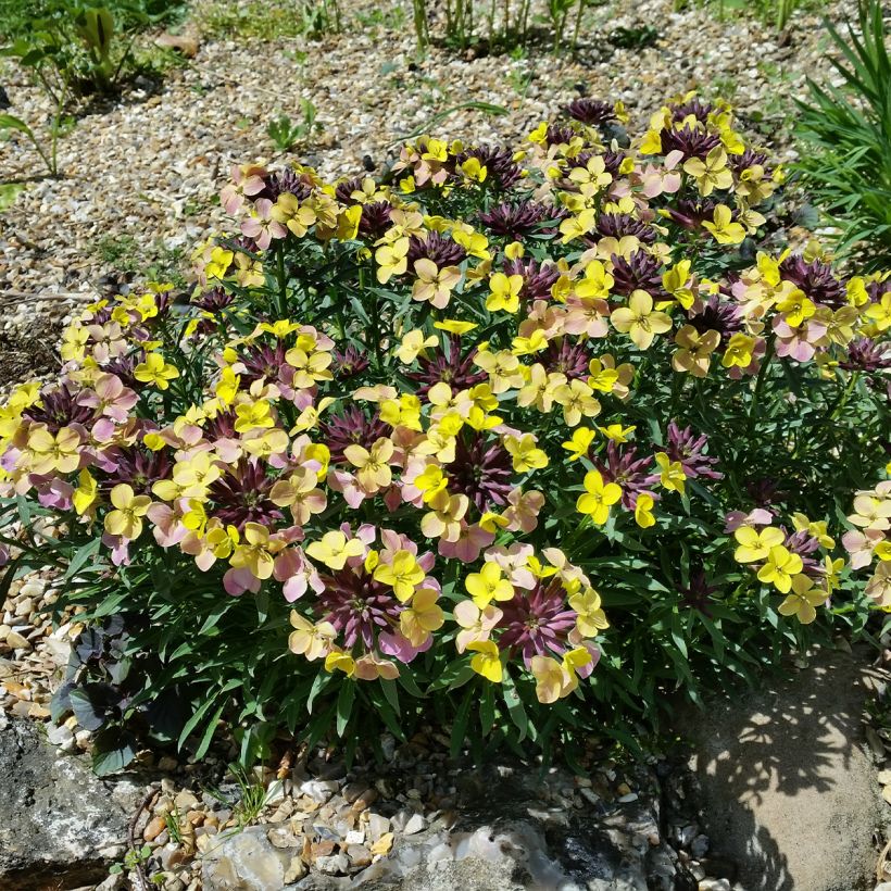 Erysimum John Codrington - Alhelí (Porte)