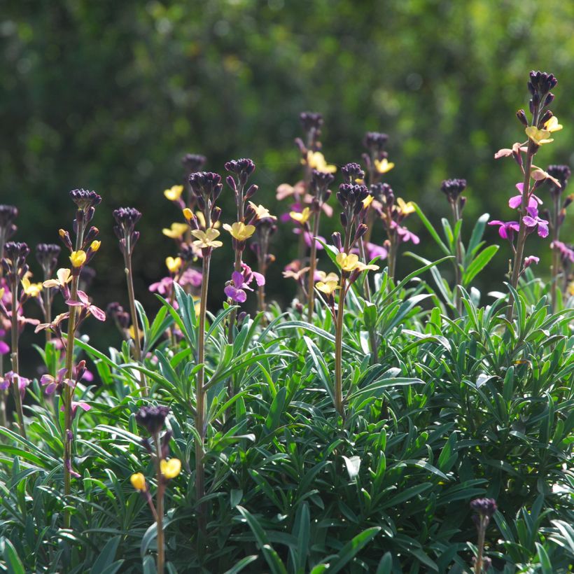 Erysimum mutabile - Alhelí (Porte)