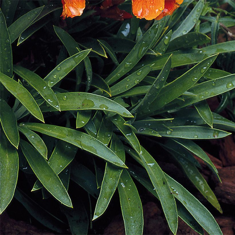 Erysimum Bedder Scarlet - Alhelí (Follaje)