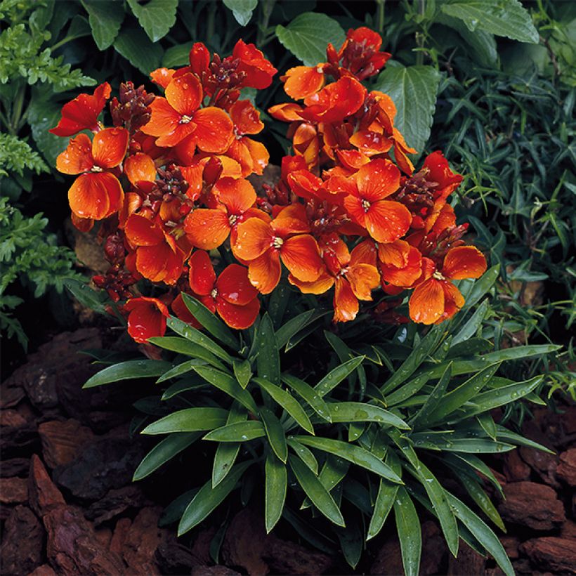 Erysimum Bedder Scarlet - Alhelí (Porte)