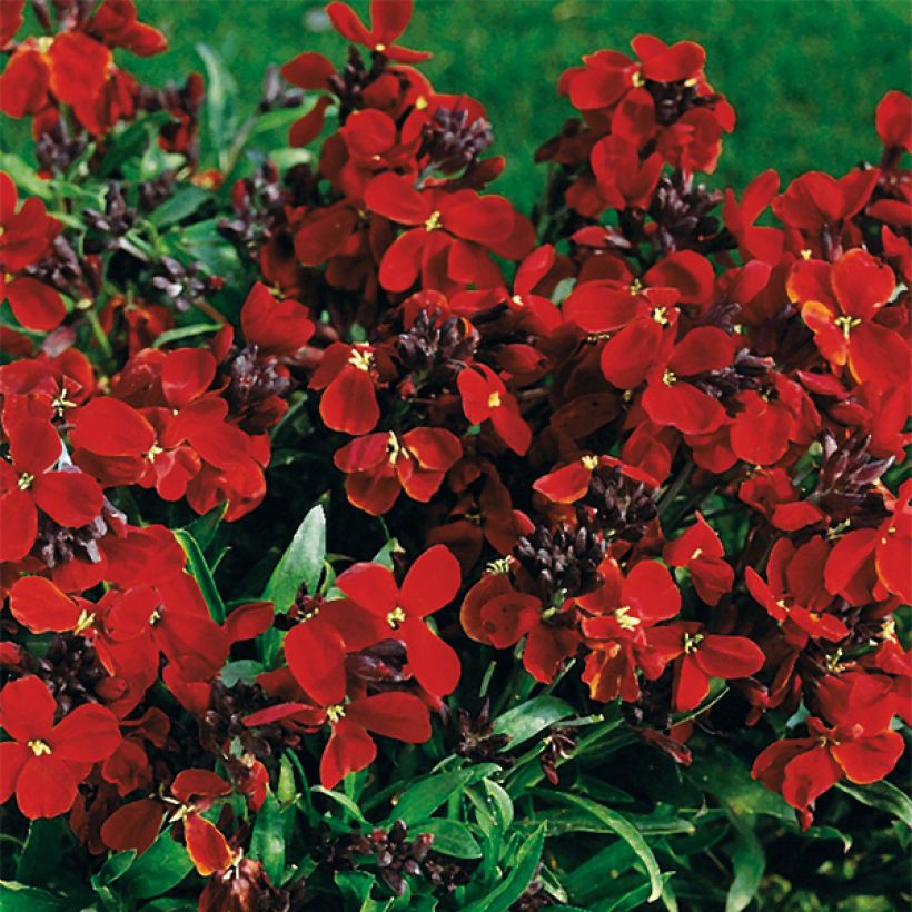 Erysimum Bedder Vulcan brune - Alhelí (Floración)