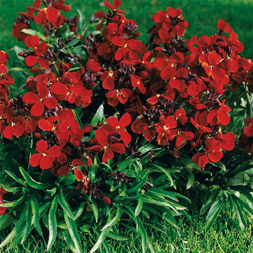 Erysimum Bedder Vulcan brune - Alhelí (Porte)