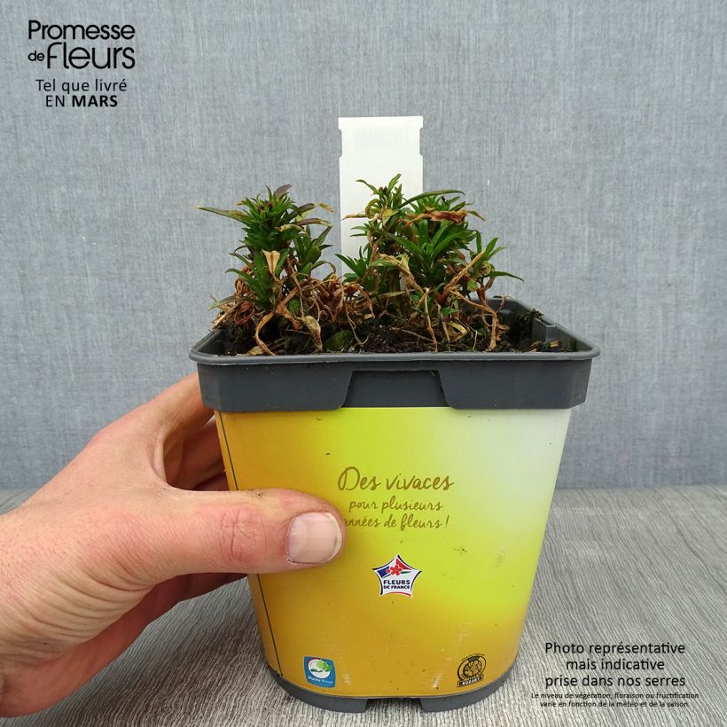 Giroflée suffruticosum Gold Cup - Erysimum suffruticosum - pot de 2L/3L Ejemplar entregado en invierno