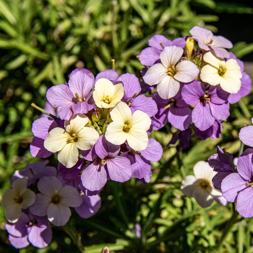 Erysimum Poem Lilac - Alhelí (Floración)