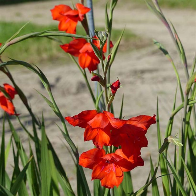 Gladiolo Mirella (Floración)