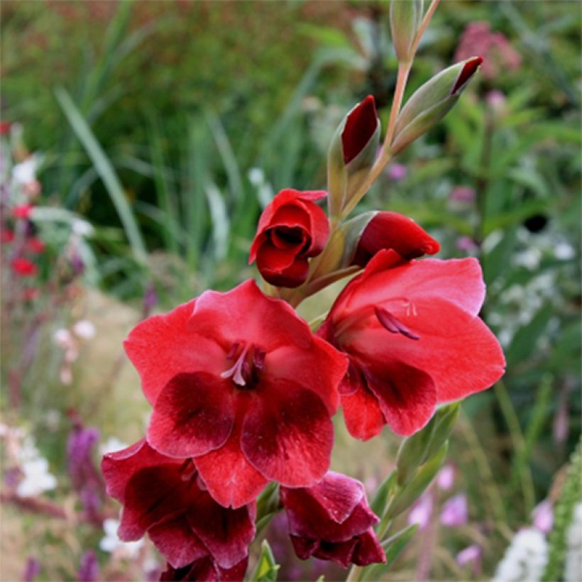 Gladiolo papilio Ruby (Floración)