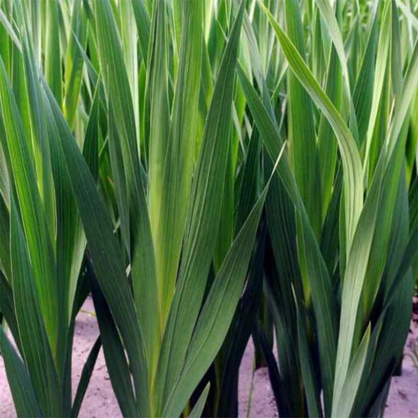 Gladiolo tubergenii Charm (Follaje)