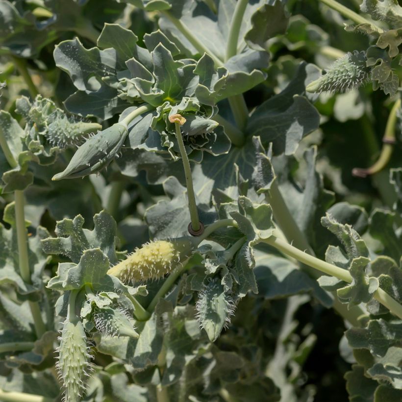 Glaucium flavum - Amapola marina (Follaje)