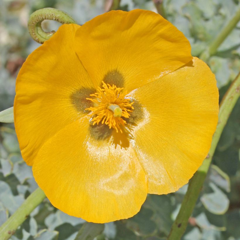 Glaucium flavum - Amapola marina (Floración)