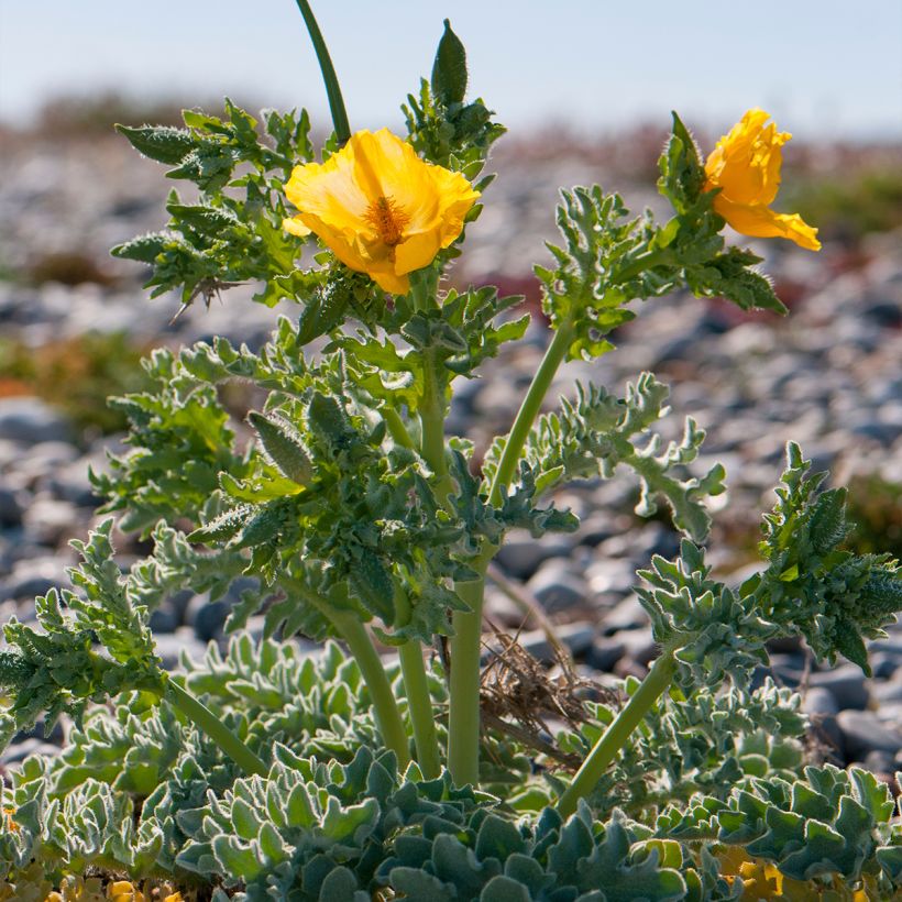 Glaucium flavum - Amapola marina (Porte)