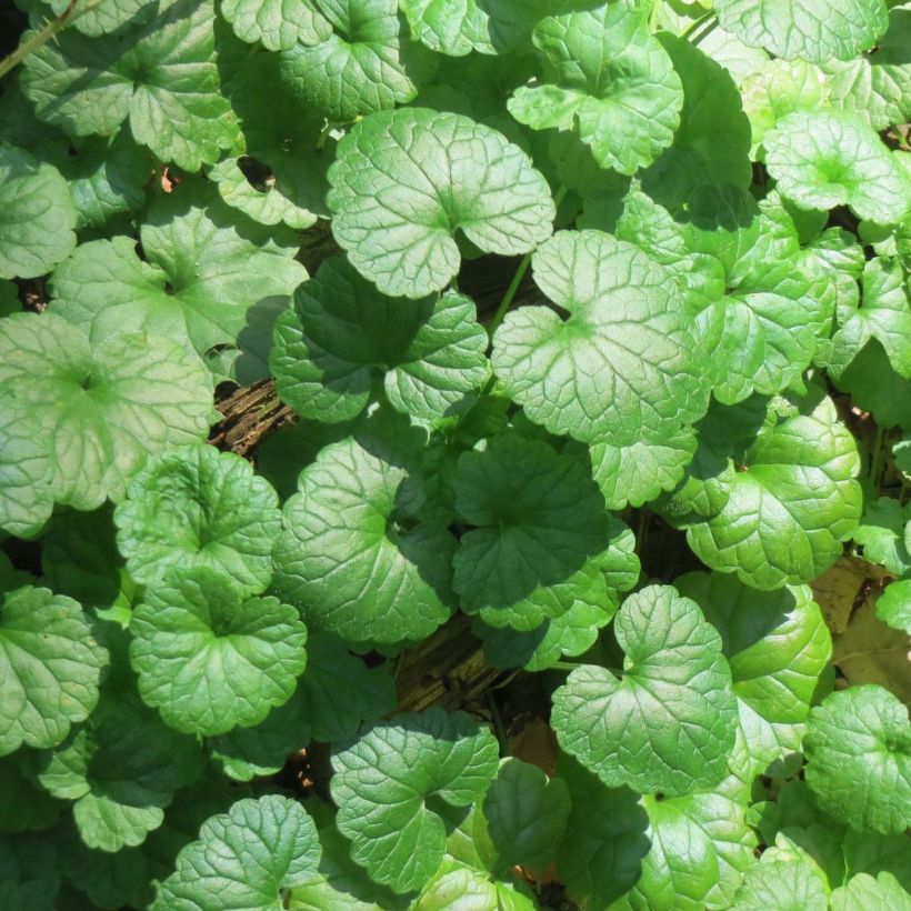 Glechoma hederacea - Hiedra terrestre​ (Follaje)