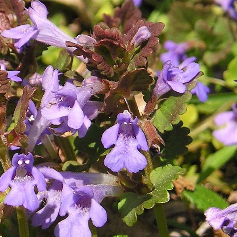 Glechoma hederacea - Hiedra terrestre​ (Floración)