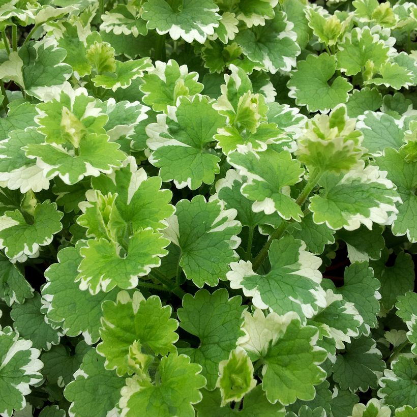 Glechoma hederacea Variegata - Hiedra terrestre​ (Follaje)