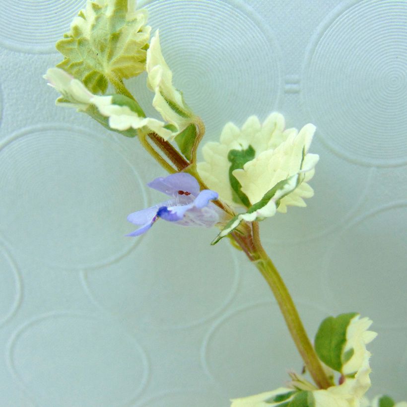 Glechoma hederacea Variegata - Hiedra terrestre​ (Floración)