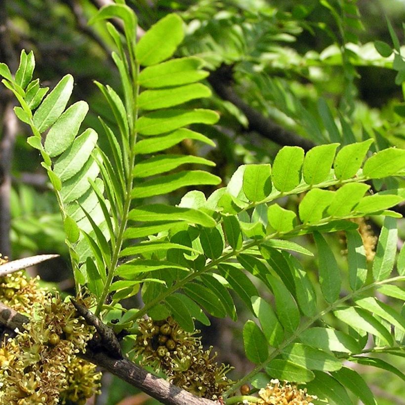 Gleditsia triacanthos - Acacia de tres espinas (Follaje)