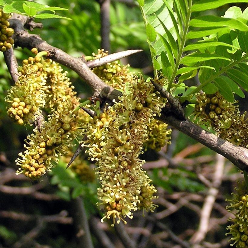 Gleditsia triacanthos - Acacia de tres espinas (Floración)