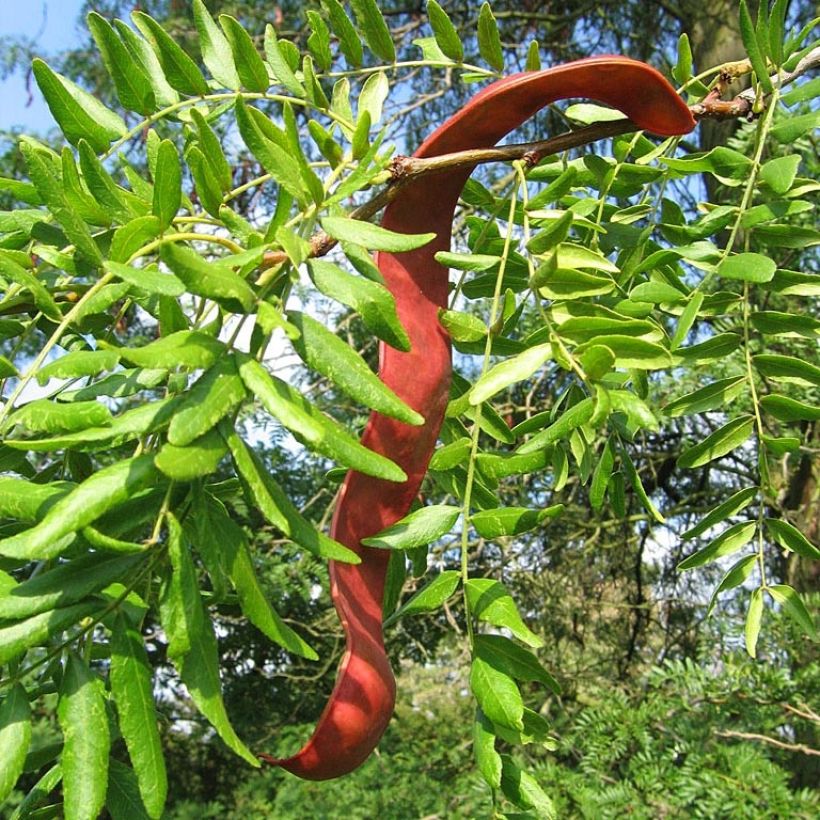 Gleditsia triacanthos - Acacia de tres espinas (Cosecha)