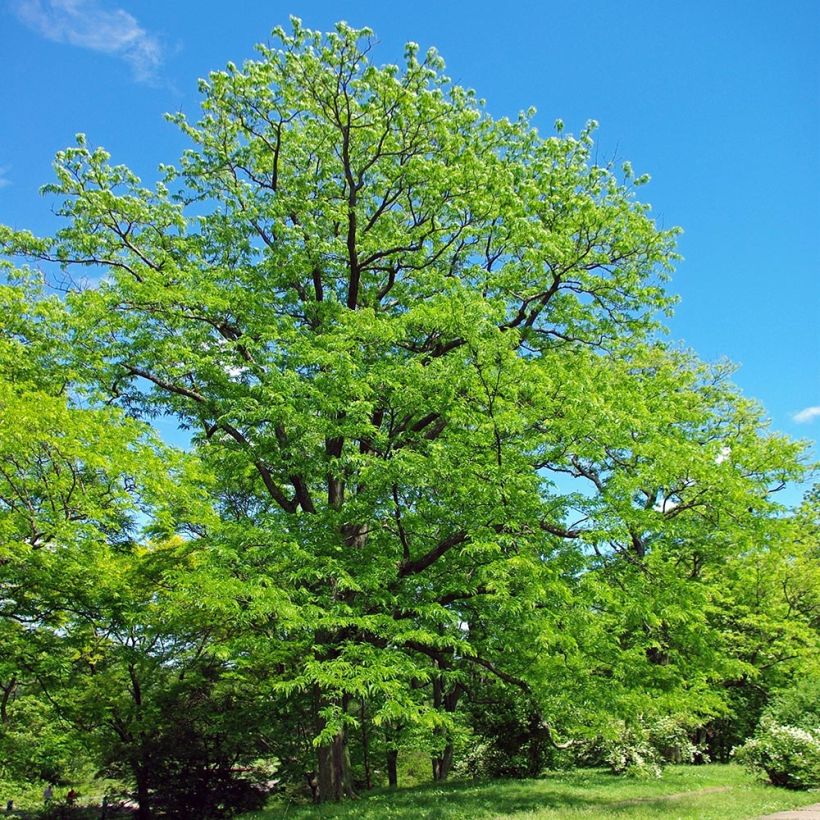 Gleditsia triacanthos - Acacia de tres espinas (Porte)