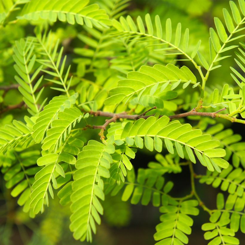 Gleditsia triacanthos Elegantissima - Acacia de tres espinas (Follaje)