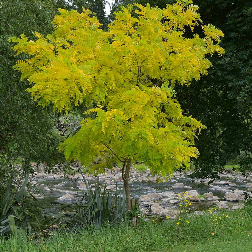 Gleditsia triacanthos Elegantissima - Acacia de tres espinas (Porte)