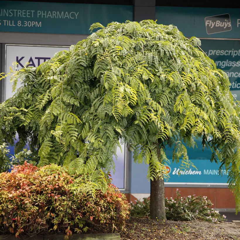 Gleditsia triacanthos var. inermis Emerald Cascade - Thornless Honey Locust, Honey Locust (Porte)