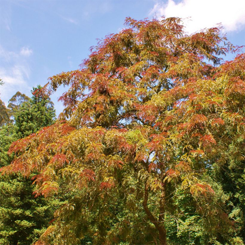 Gleditsia triacanthos Rubylace - Acacia de tres espinas (Porte)