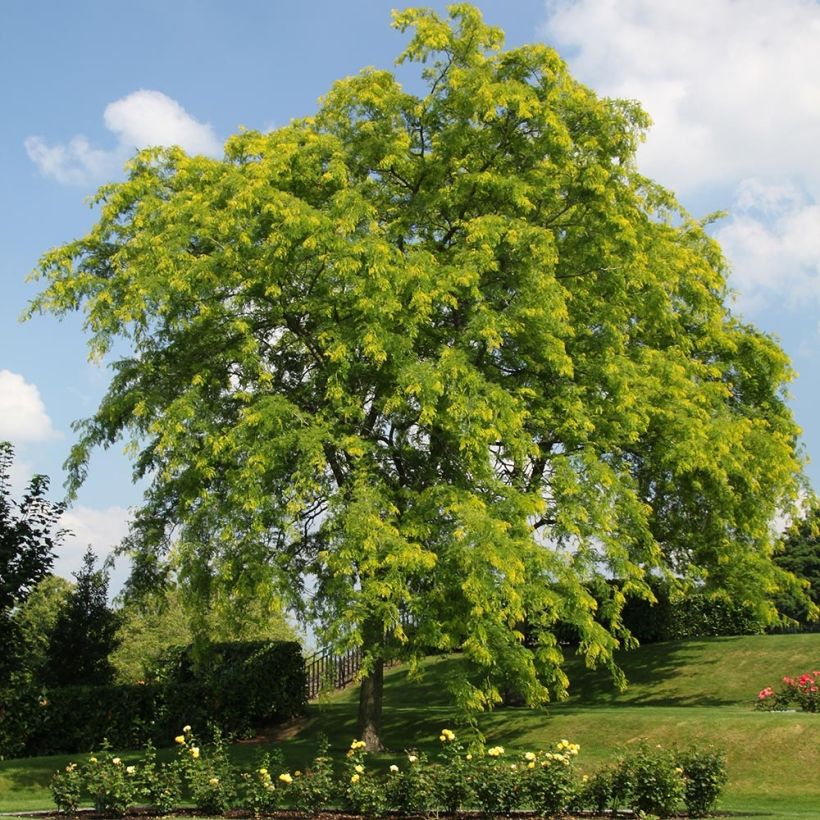 Gleditsia triacanthos Shademaster - Acacia de tres espinas (Porte)