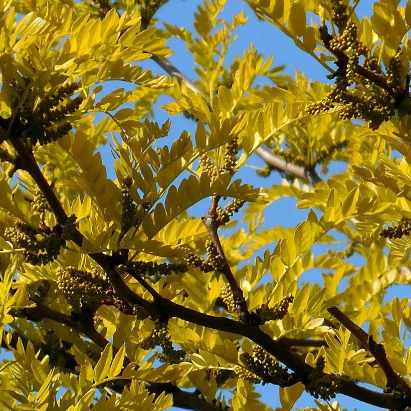 Gleditsia triacanthos Shademaster - Acacia de tres espinas (Follaje)