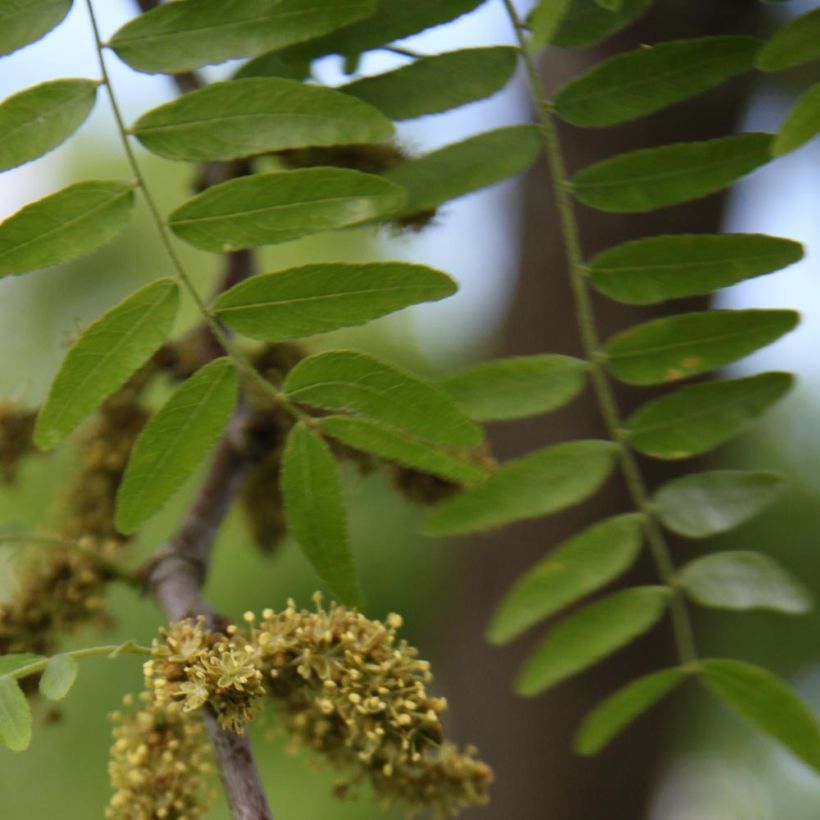 Gleditsia triacanthos Skyline - Acacia de tres espinas (Follaje)