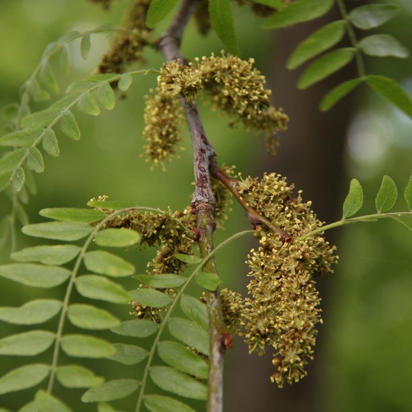 Gleditsia triacanthos Skyline - Acacia de tres espinas (Floración)