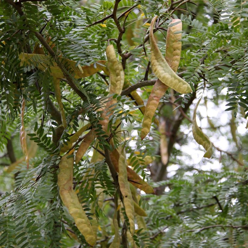 Gleditsia triacanthos Skyline - Acacia de tres espinas (Cosecha)