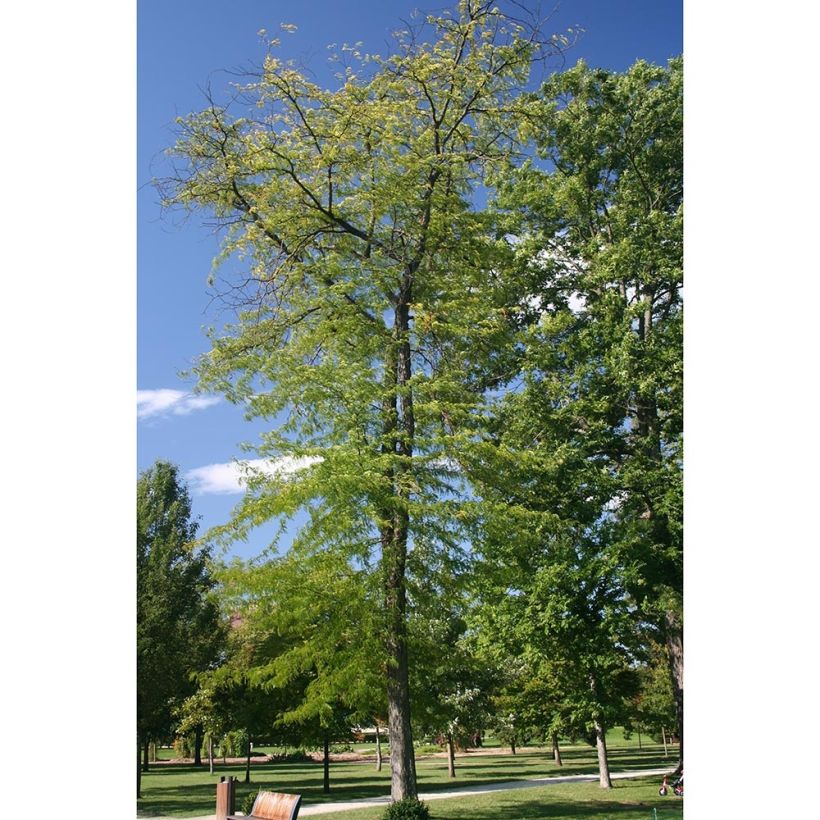 Gleditsia triacanthos Skyline - Acacia de tres espinas (Porte)